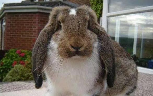 法国垂耳兔会长多大？看这里就知道了