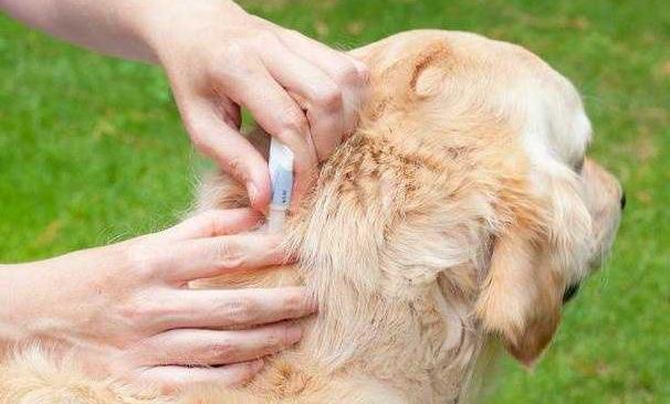 狗体内驱虫多久打疫苗？新手一定要知道