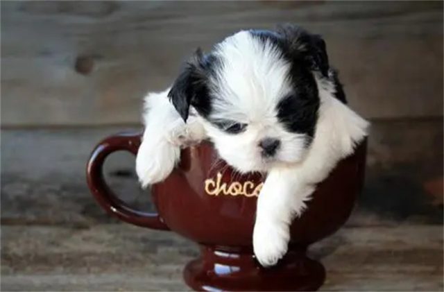 畸形的“人造狗”茶杯犬，卖到1万多美金一只，它们是怎么来的？