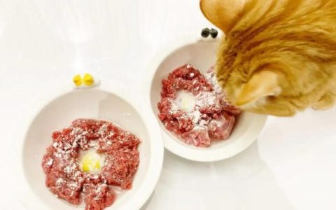 猫能不能吃自制猫饭？