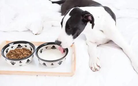 狗狗可以吃羊奶粉吗？