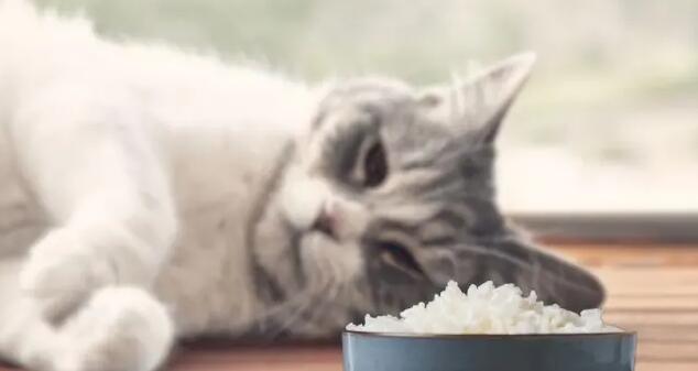 猫可以吃白米饭吗？