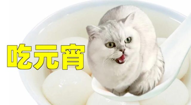 猫咪可以吃汤圆吗？