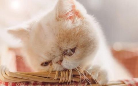 猫咪可以吃包子吗？