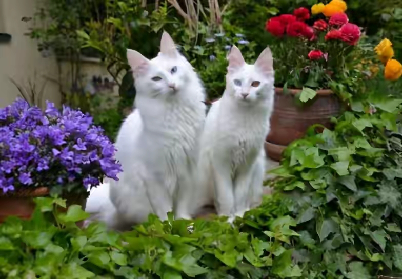 哪些猫咪越长越漂亮？哪些猫咪越长越丑？