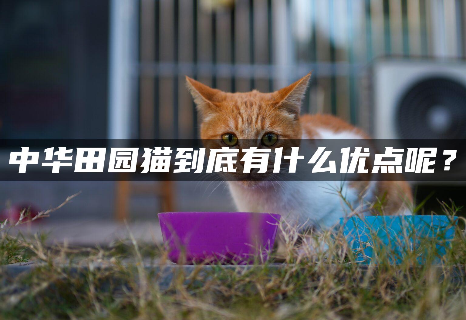 中华田园猫到底有什么优点呢？