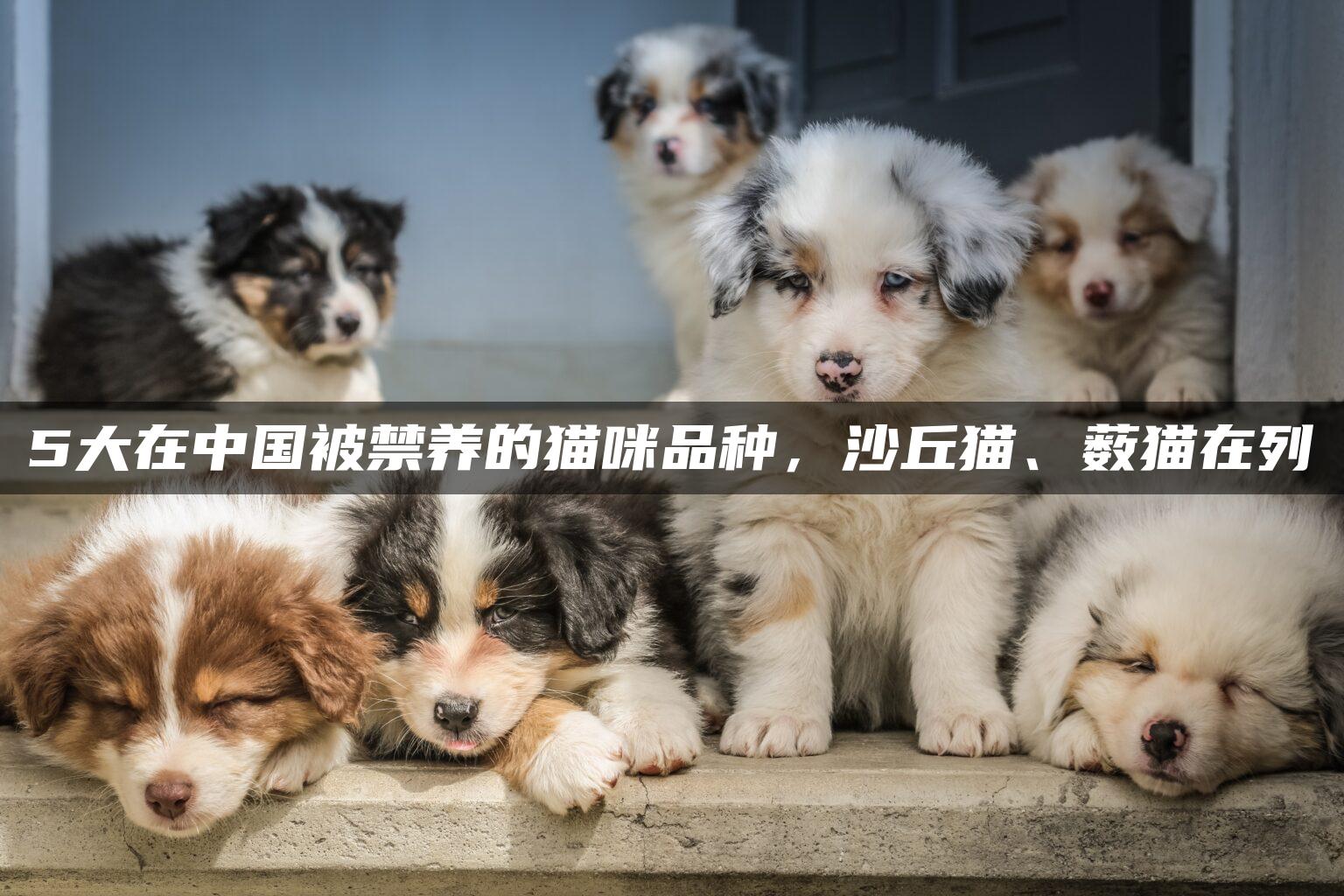 5大在中国被禁养的猫咪品种，沙丘猫、薮猫在列