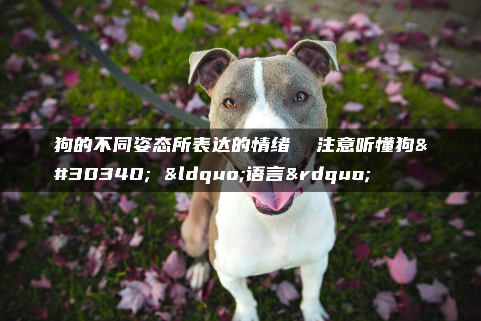 狗的不同姿态所表达的情绪  注意听懂狗的 “语言”