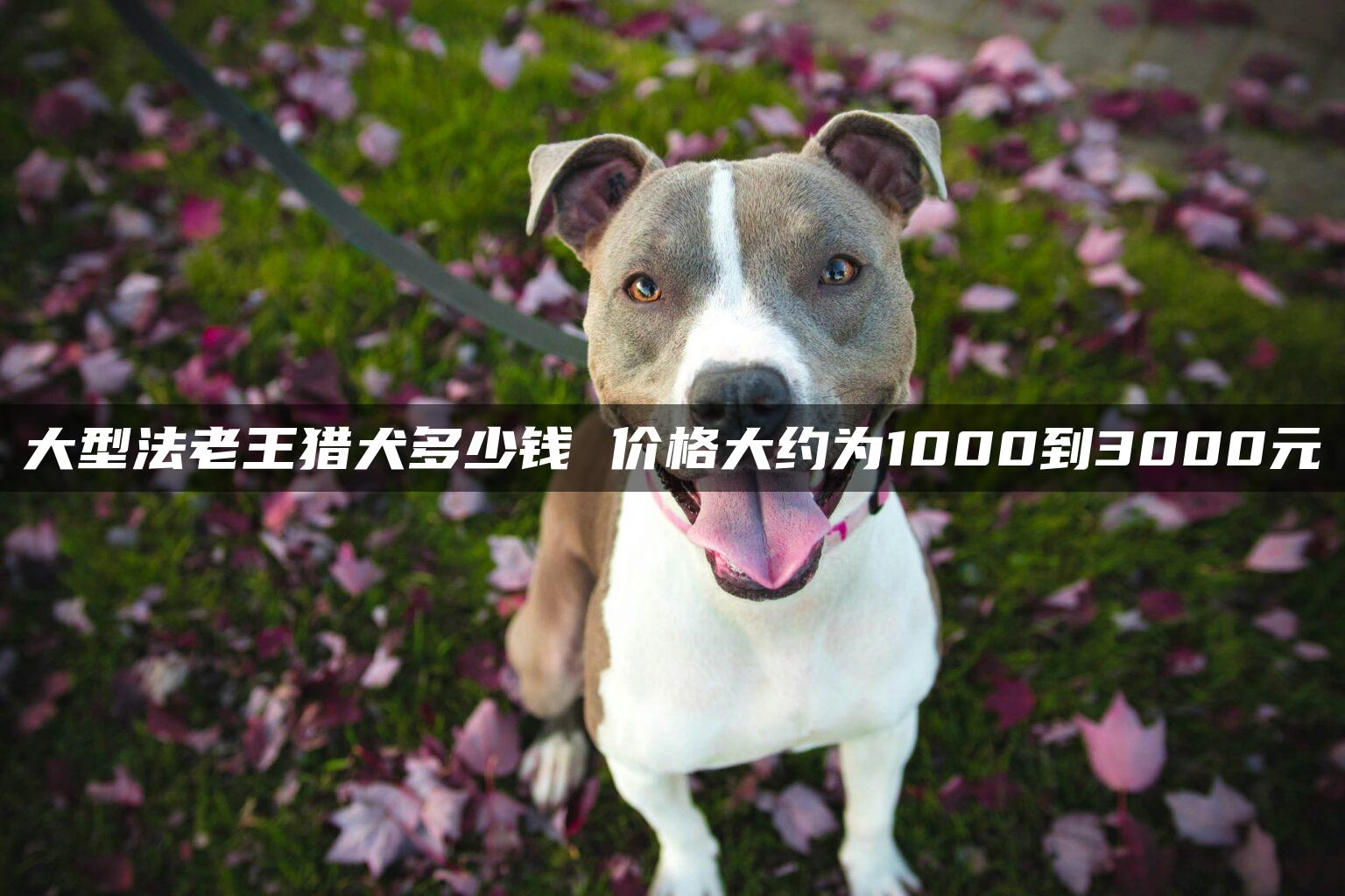 大型法老王猎犬多少钱 价格大约为1000到3000元