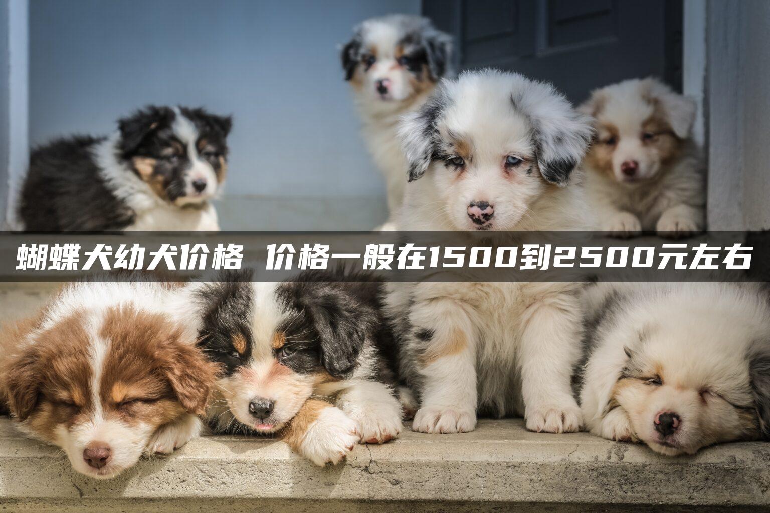 蝴蝶犬幼犬价格 价格一般在1500到2500元左右