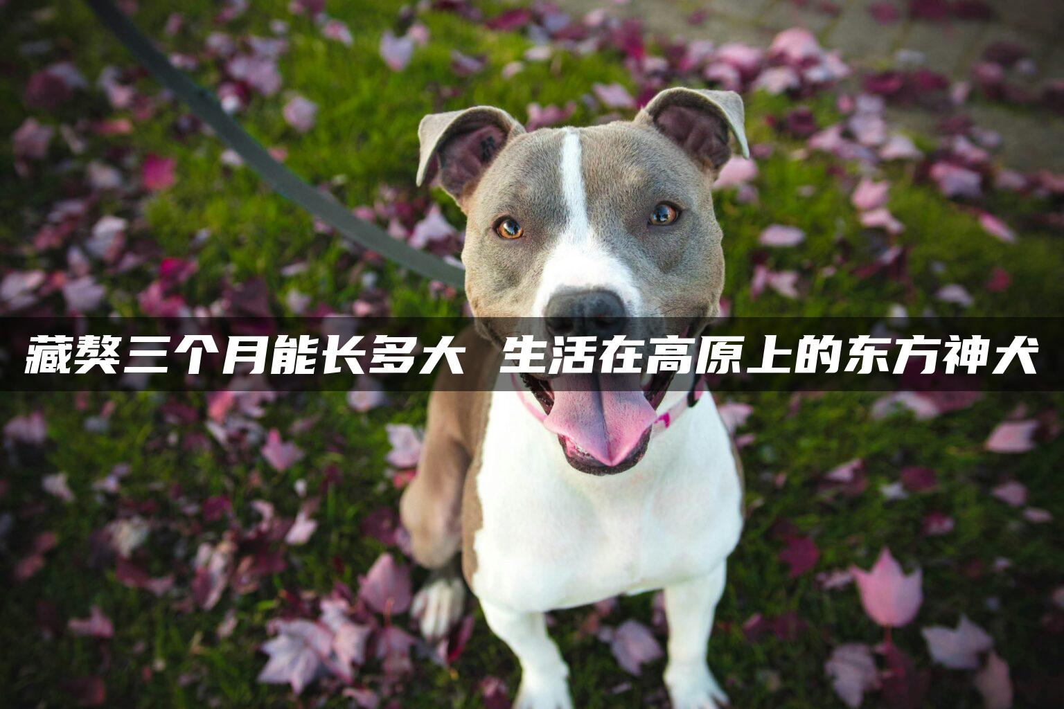藏獒三个月能长多大 生活在高原上的东方神犬