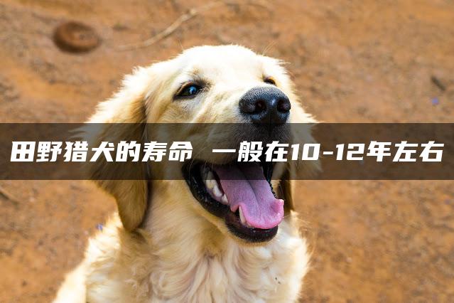 田野猎犬的寿命 一般在10-12年左右