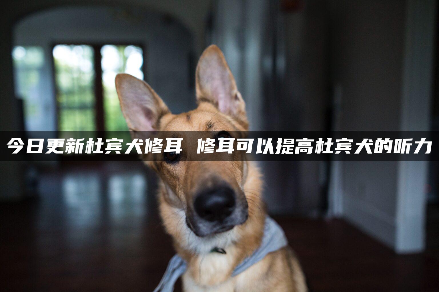 今日更新杜宾犬修耳 修耳可以提高杜宾犬的听力